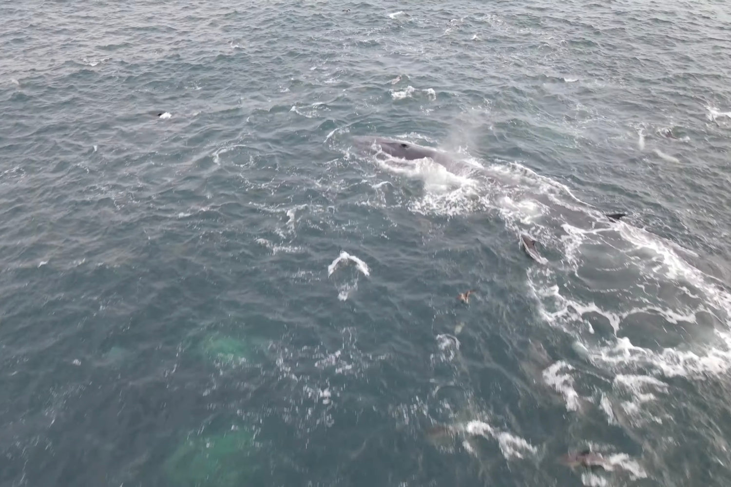 Episode 9: Bluefin Tuna on Cape Cod