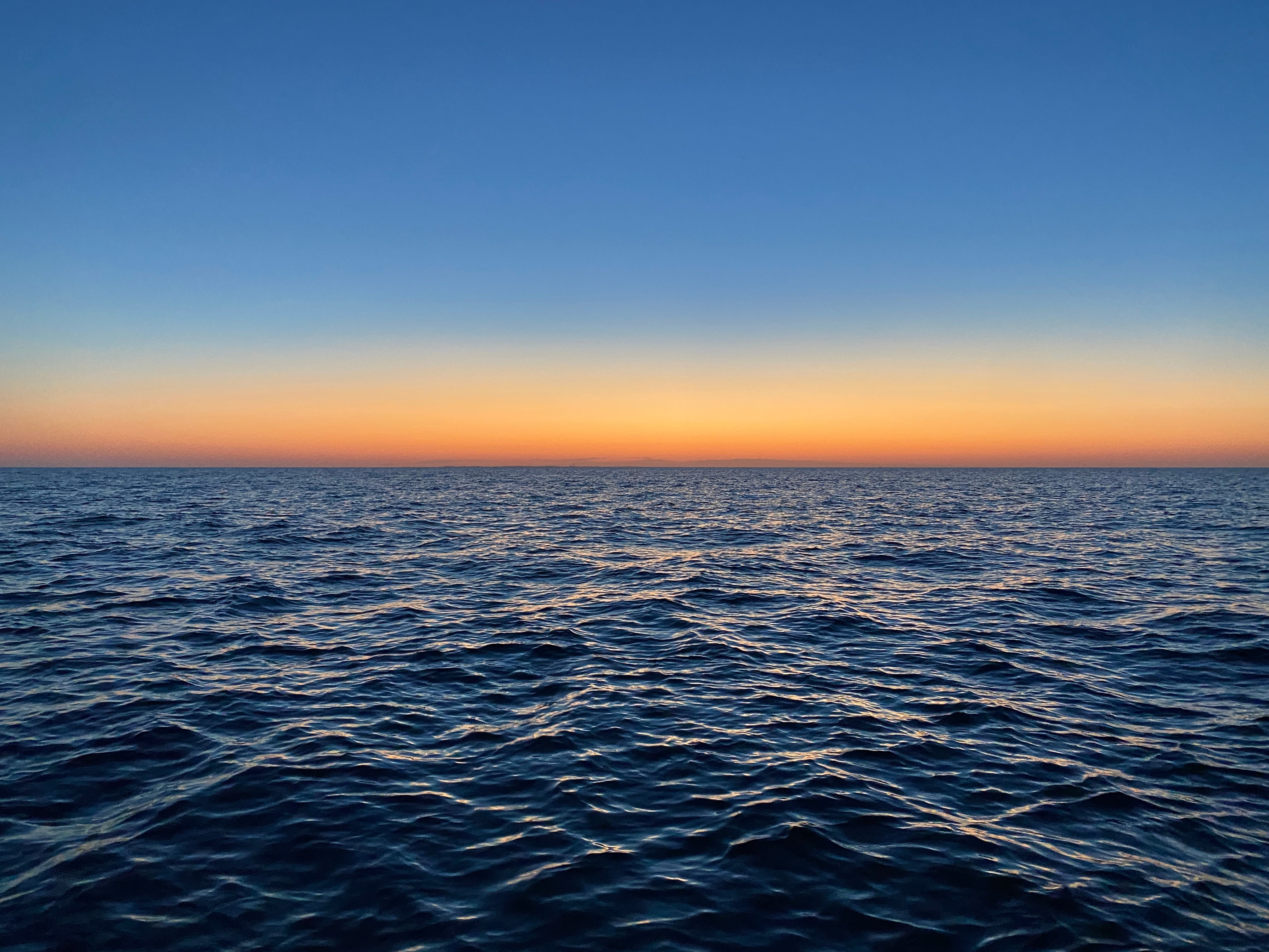 Tuna Species - Bluefin Tuna