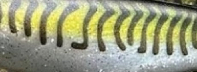 Al Gag's - Whip-It Fish