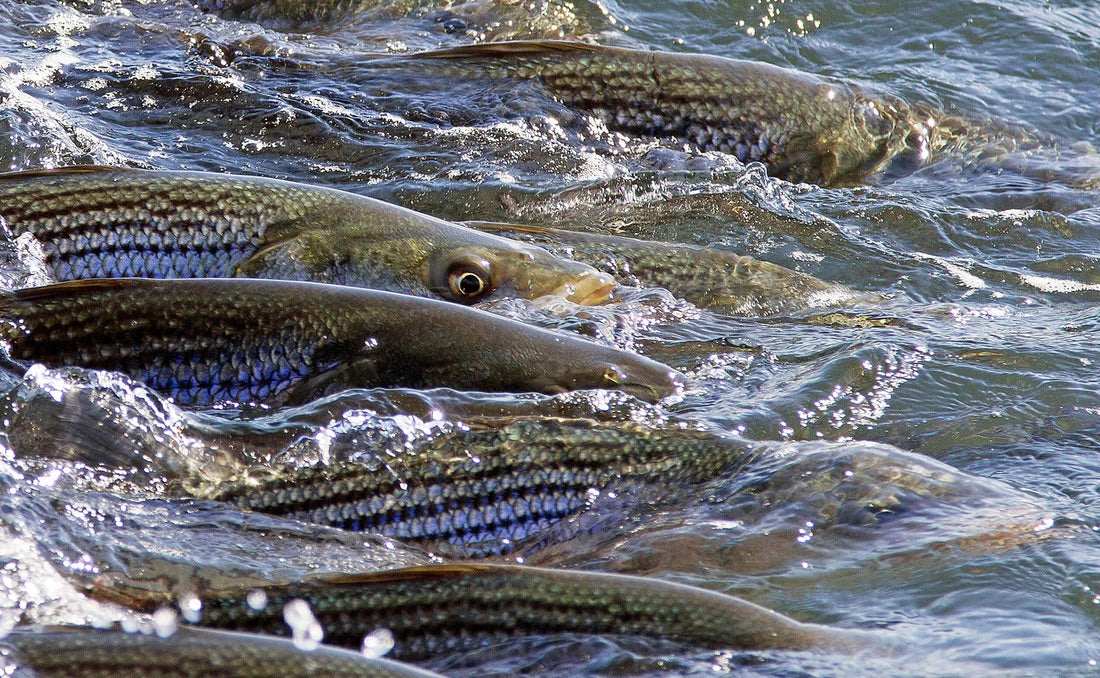 Cortland - Cold Salt Series - Striped Bass Blitz Fly Line