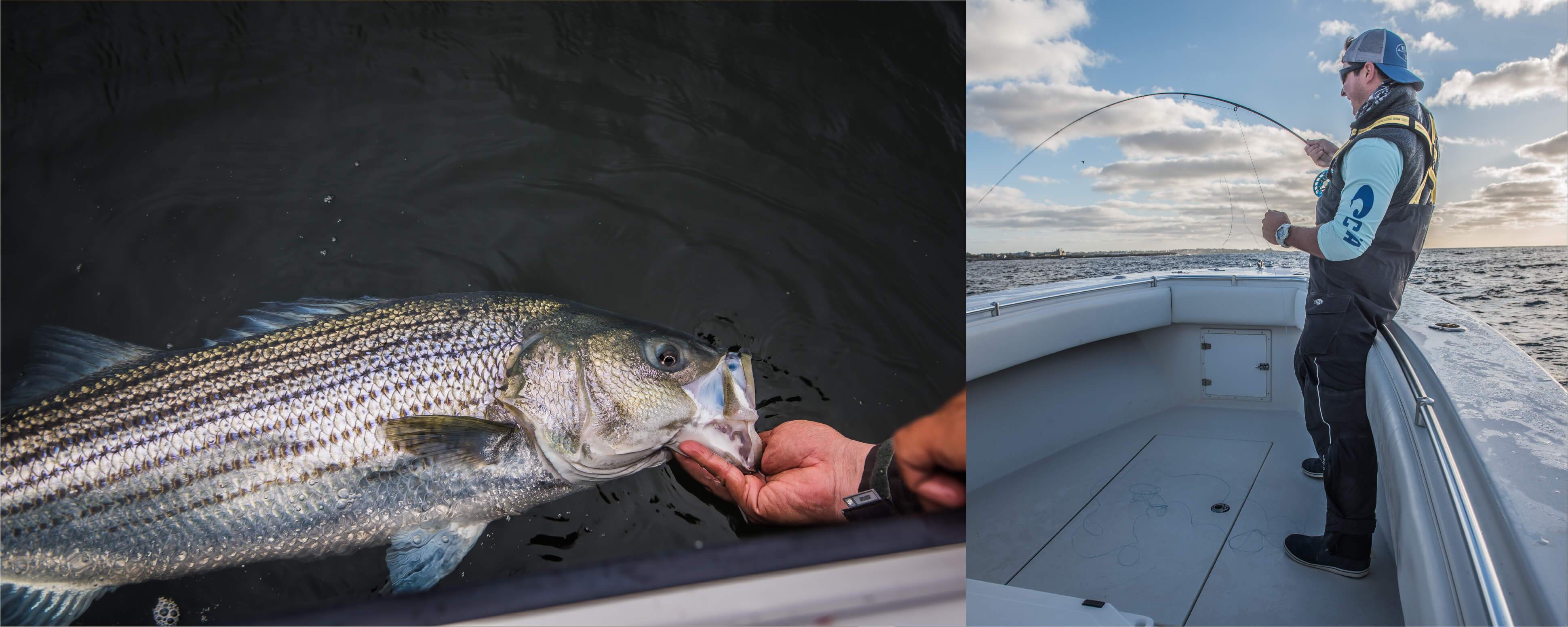 Cortland - Cold Salt Series - Striped Bass Intermediate Fly Line