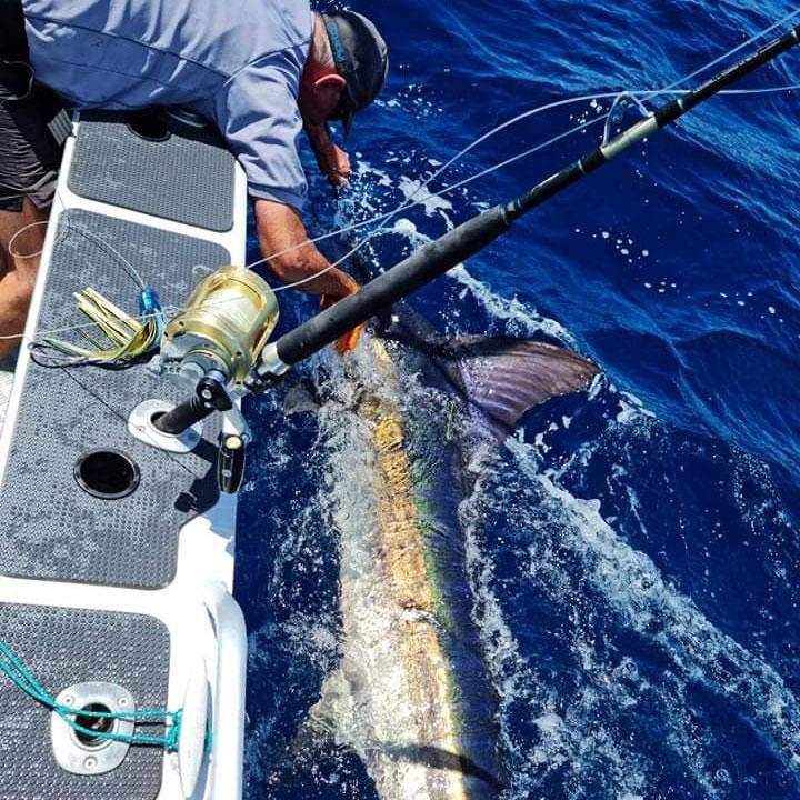 fathom_offshore_medium_calico_jack_blue_marlin_release_1