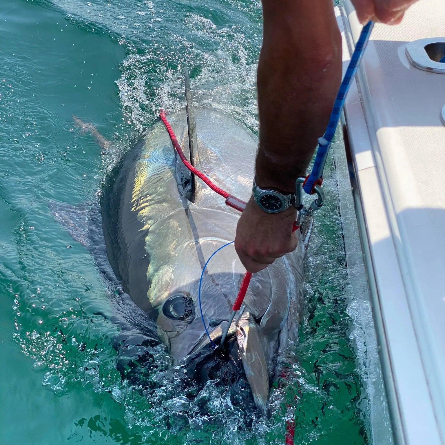 lt_marine_giant_tuna_release_hook_2