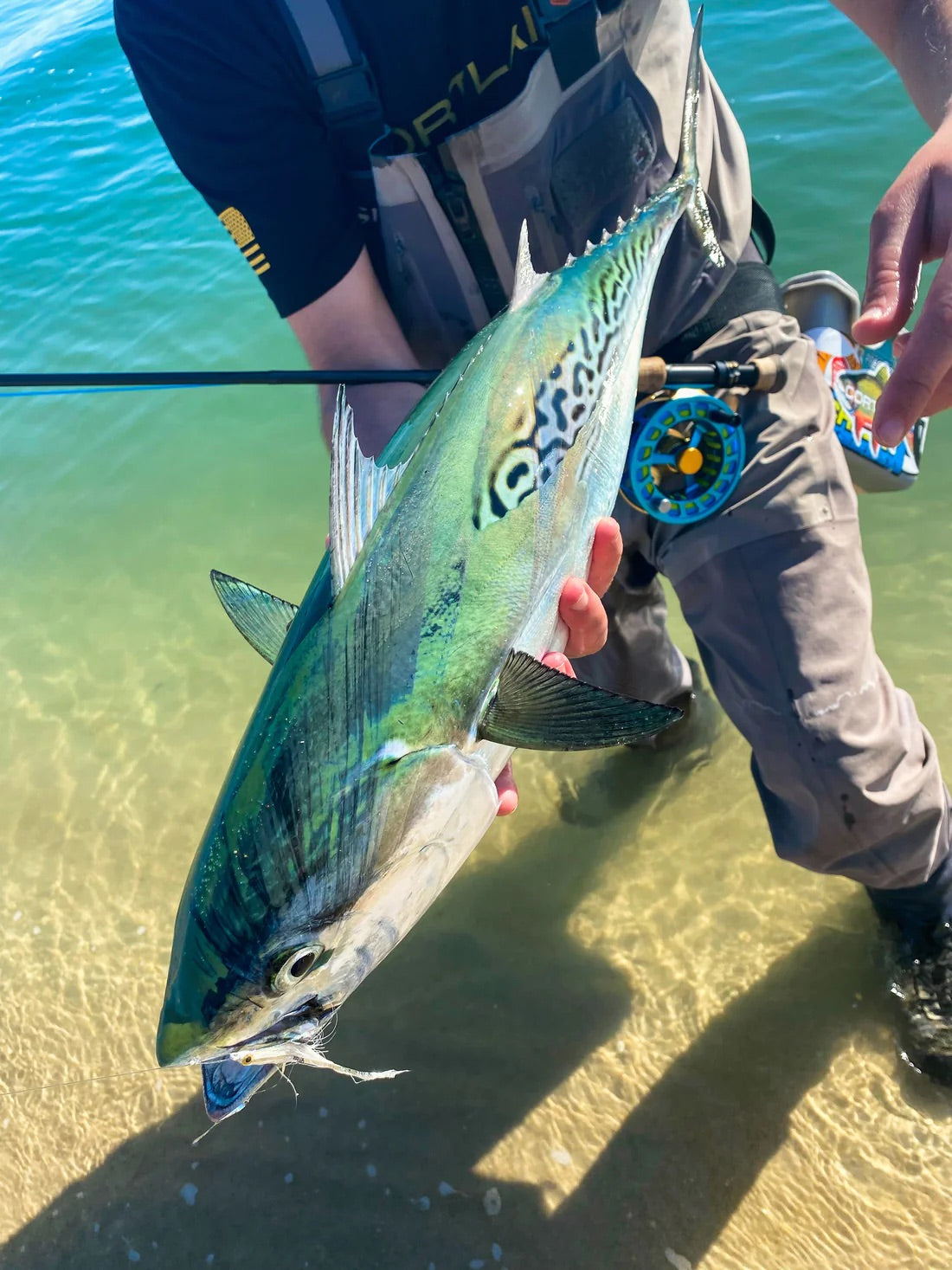 Cortland - Cold Salt Series - Striped Bass Intermediate Fly Line