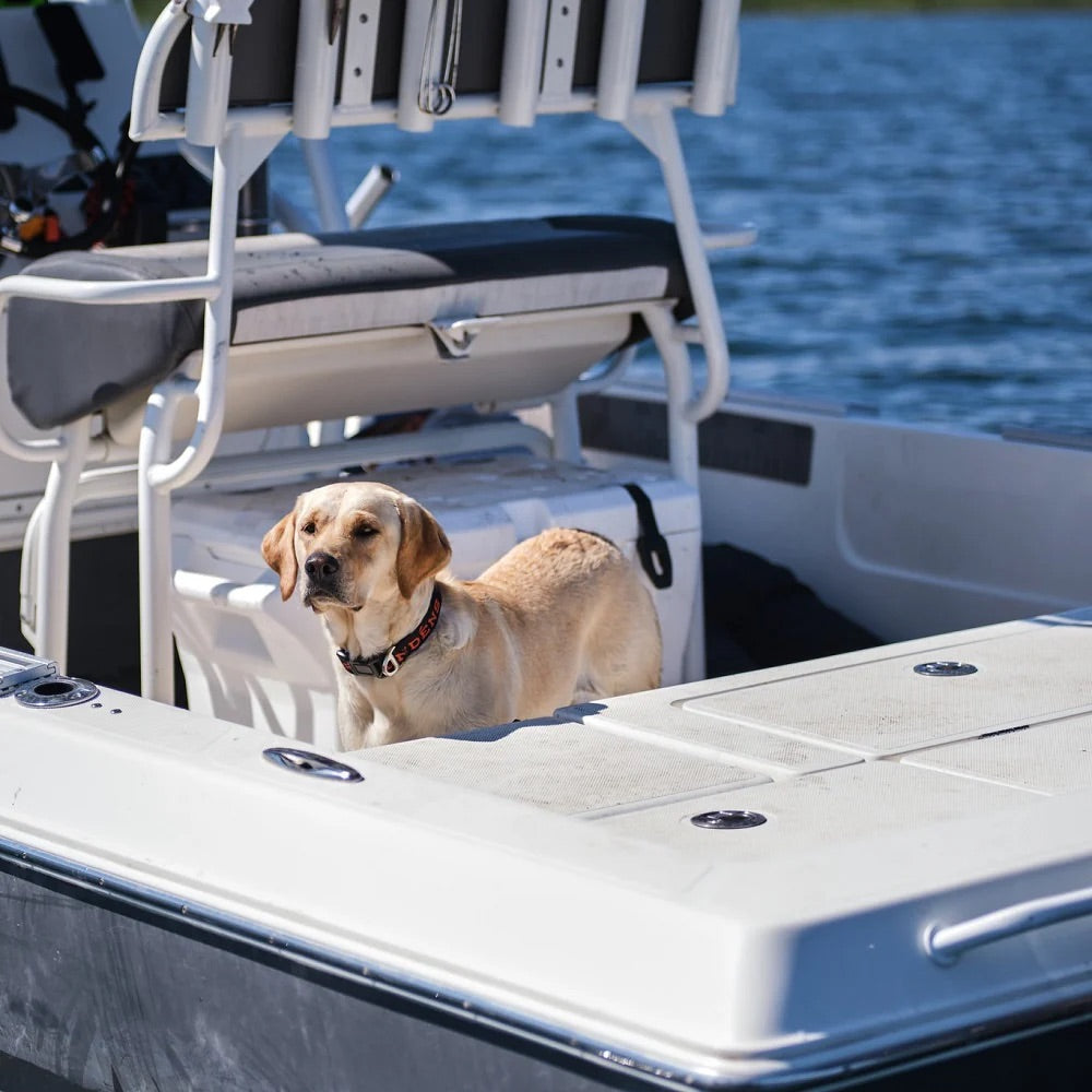 grundens-dog-collar-lifestyle