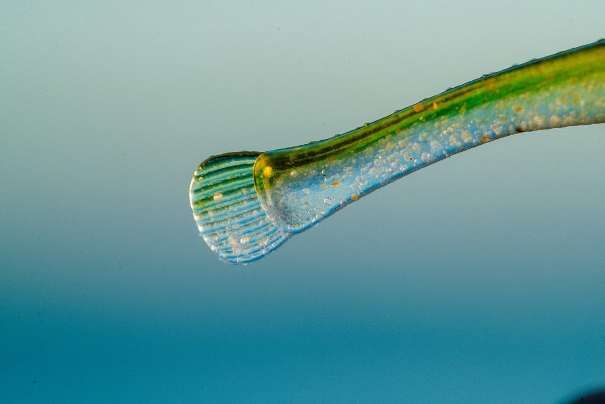 megabass-haze-st-minnow-freshwater-minnow-bait-tail